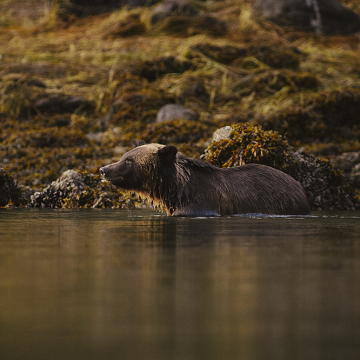 Great Bear Rainforest, British Columbia