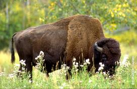 Wild plains bison, Banff National Park
