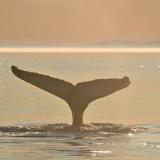 Whale watching, Quebec