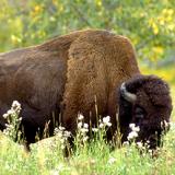 Wild plains bison, Banff National Park