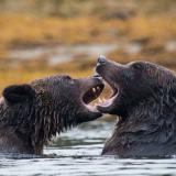 Spirit Bear Lodge