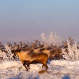 Rentierherde in der Western Arctic