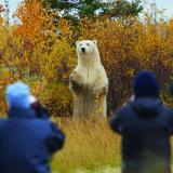 Nanuk_PolarBear