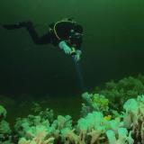 Glass Sponge Reef