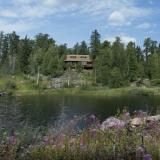 Forest House