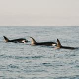 Drei Orcas sind an der Meeresoberfläche zu sehen