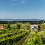 Luckett's Vineyard, Wolfville, Nova Scotia