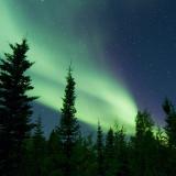 Polarlichter tanzen über einem Wald in den Northwest Territories