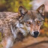 Ein Wolf in Nahaufnahme