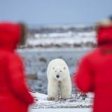 Besucher in roten Parkas beobachten einen Eisbären