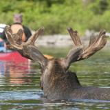 Kanu im Algonquin Park mit Elch im Vordergrund